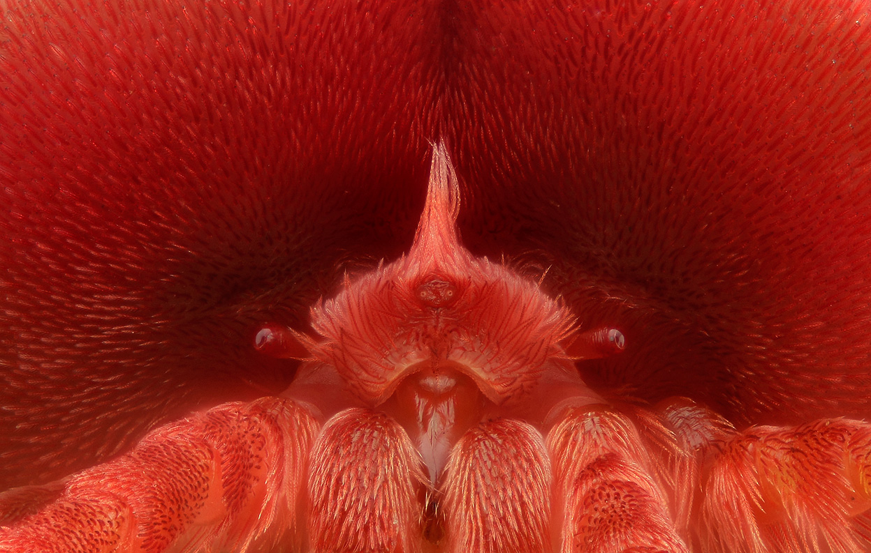 Клещ краснотелка под микроскопом