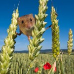 Мышки-малютки: тайная жизнь в полях