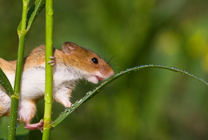 Мышь-малютка