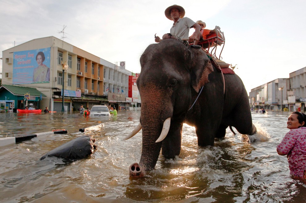 Слон на улице в Таиланде