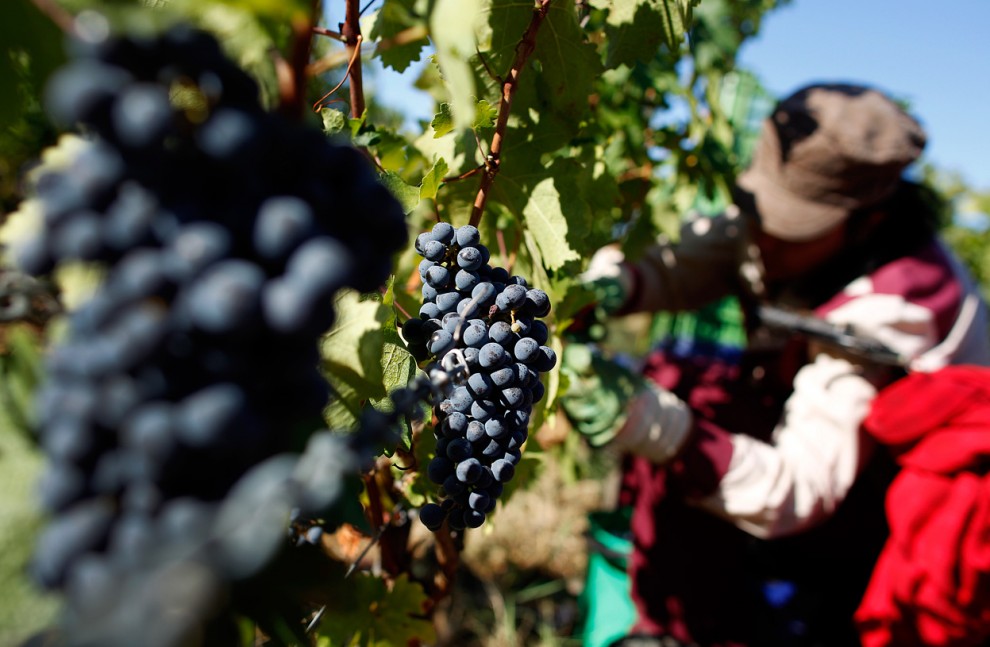 Итальянские виноградники