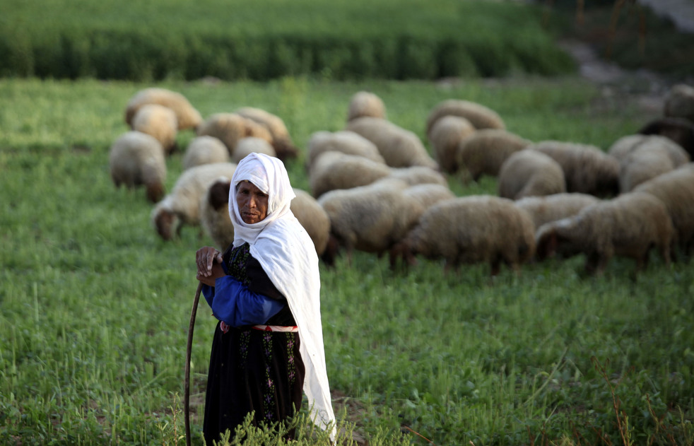 Пастушка и овцы