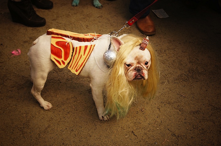 Собачий парад на Хеллоуин. 