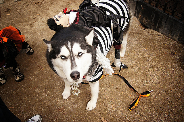 Собачий парад на Хеллоуин. 
