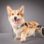 Собаки-инвалиды