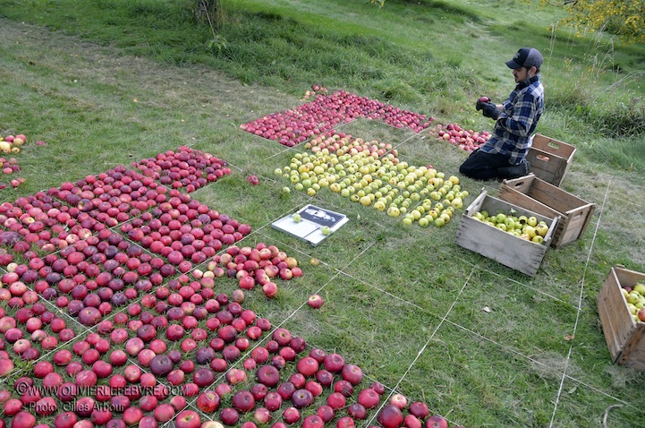 Стив Джобс. Портрет из яблок.