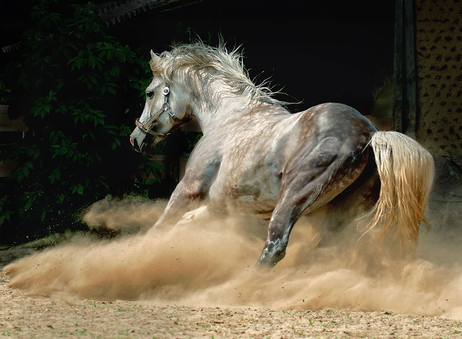 Андалузская лошадь