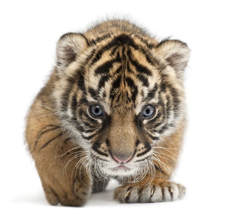 Детеныш суматранского тигра