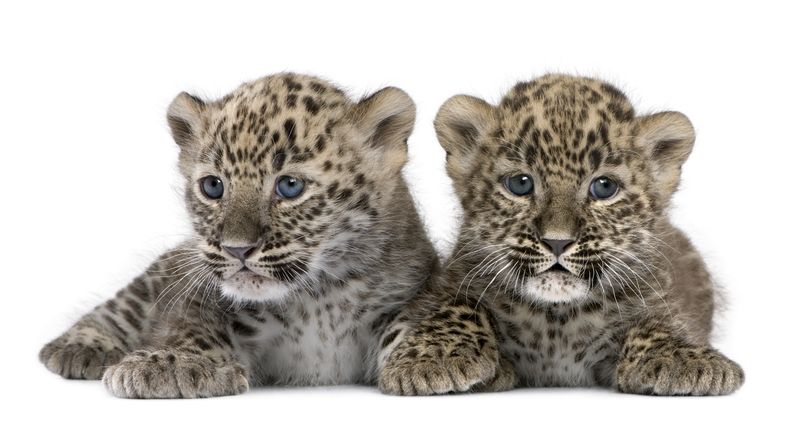 Детеныши переднеазиатского леопарда