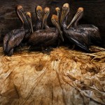 Победители конкурса Veolia Environnement Wildlife Photographer of the Year