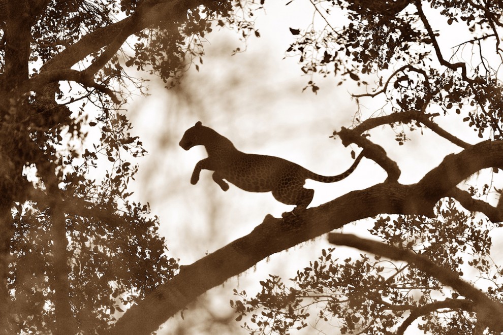 Фотоконкурс National Geographic 2011: леопард