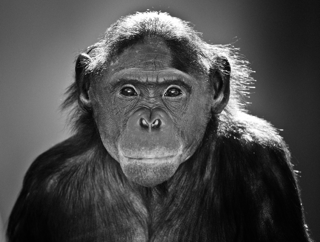 Фотоконкурс National Geographic 2011: обезьяна