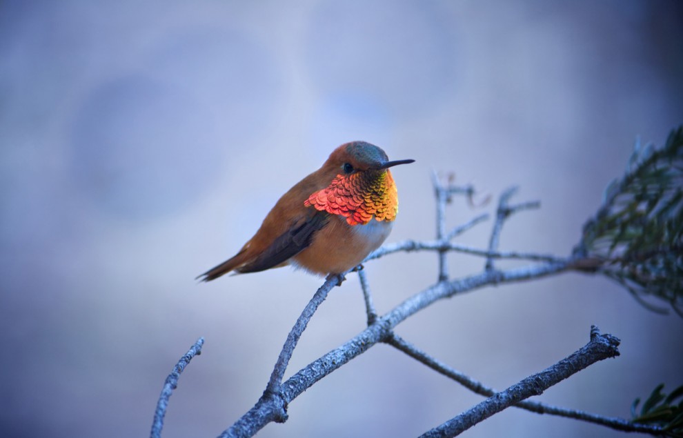Фотоконкурс National Geographic 2011: охристый колибри