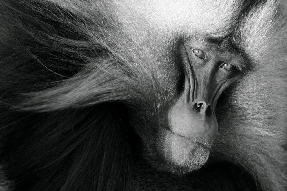Фотоконкурс National Geographic 2011: гелада