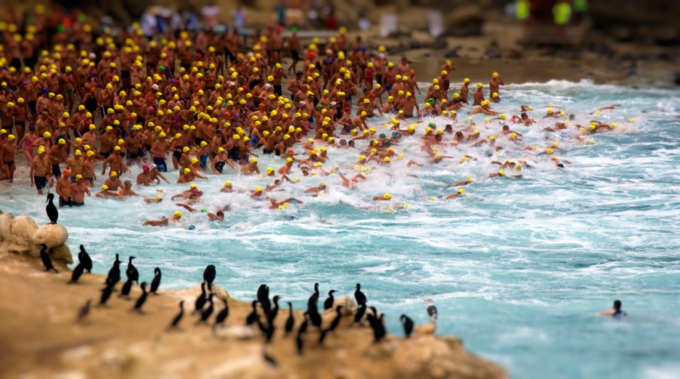 Фотоконкурс National Geographic 2011: бакланы и пловцы