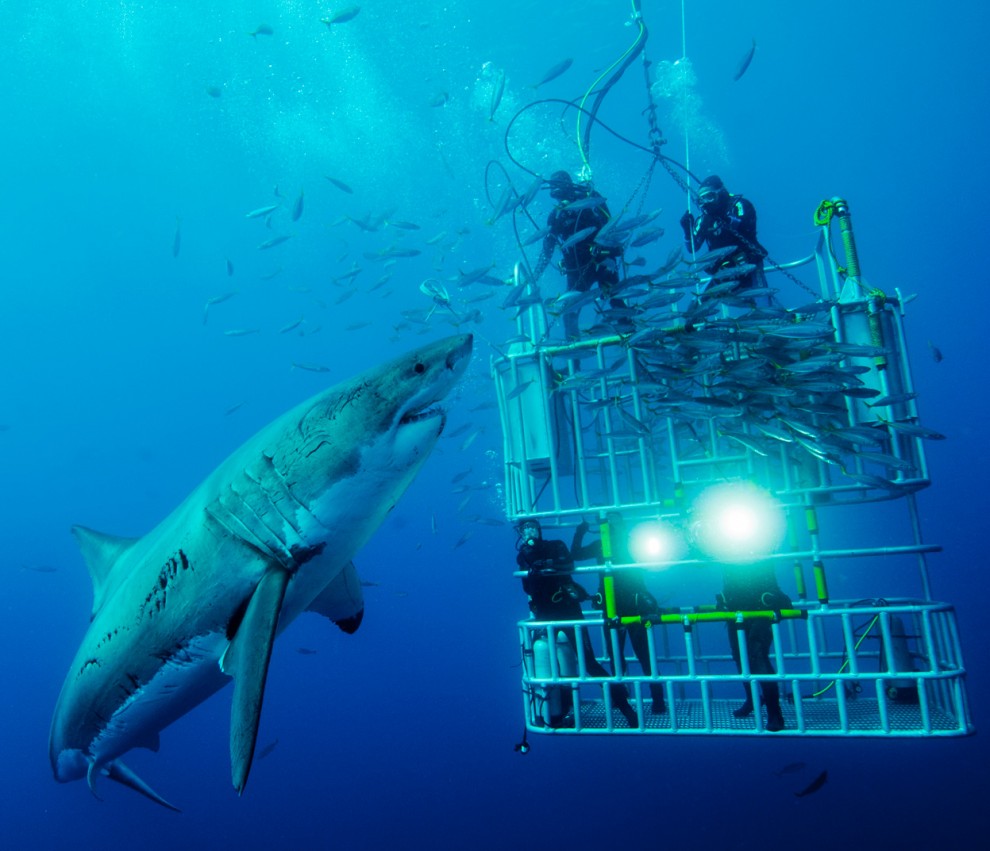 Фотоконкурс National Geographic 2011: белая акула