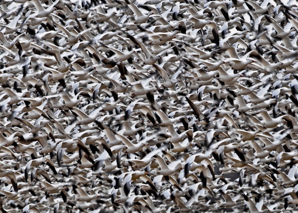 Фотоконкурс National Geographic 2011: белые гуси