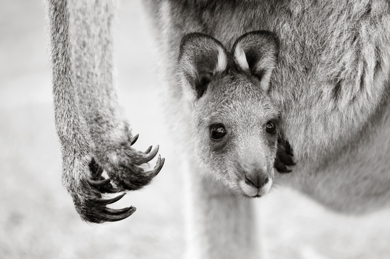 Фотоконкурс National Geographic 2011: кенгуру