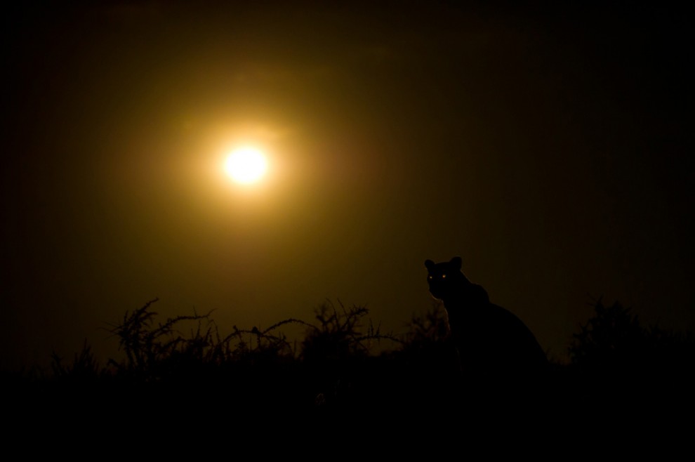 Фотоконкурс National Geographic 2011: гиена в темноте