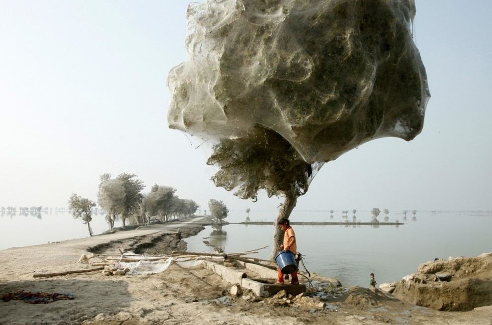 Фотоконкурс National Geographic 201: деревья в паутине