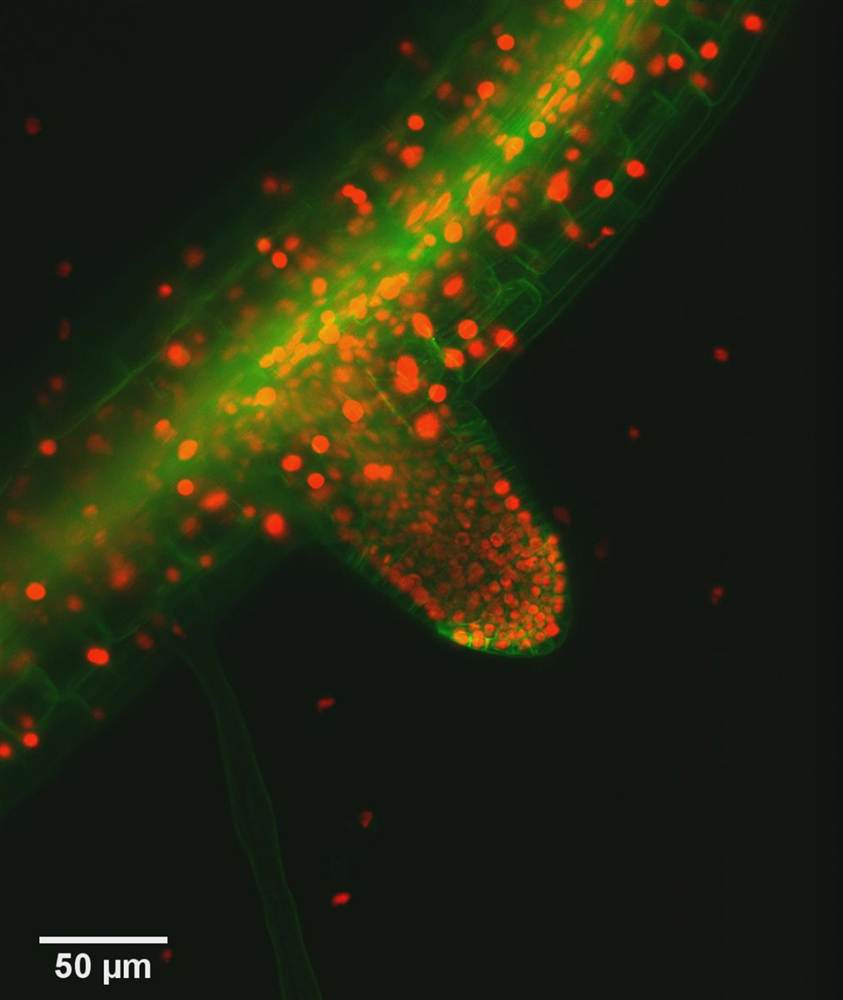 Международный конкурс микрофотографии «Olympic BioScapes»