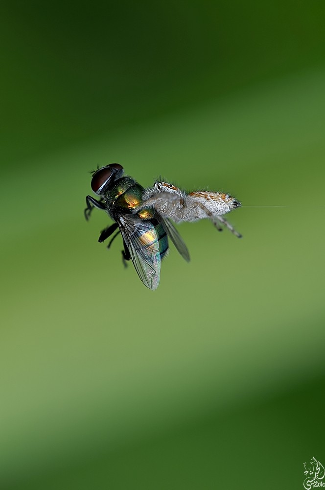 Макрофотографии насекомых. (Yousef Al Habshi)