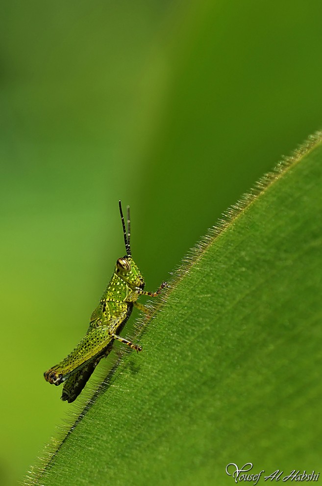 Макрофотографии насекомых. (Yousef Al Habshi)
