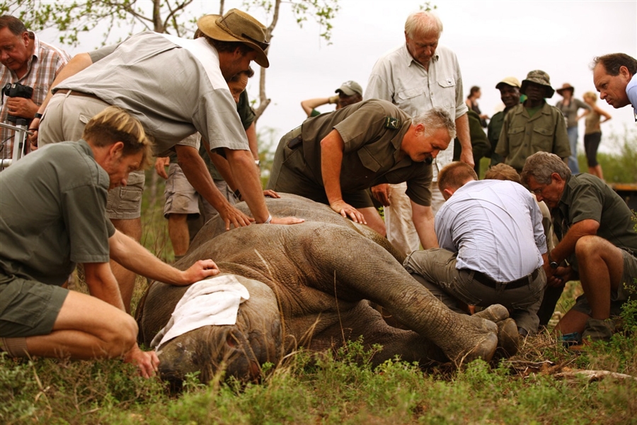 Перевозка носорога