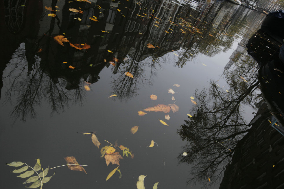 Опавшие листья в воде