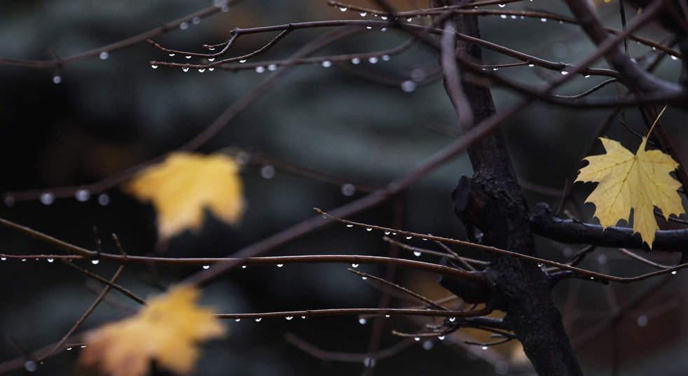 Капли дождя и пожелтевшие листья
