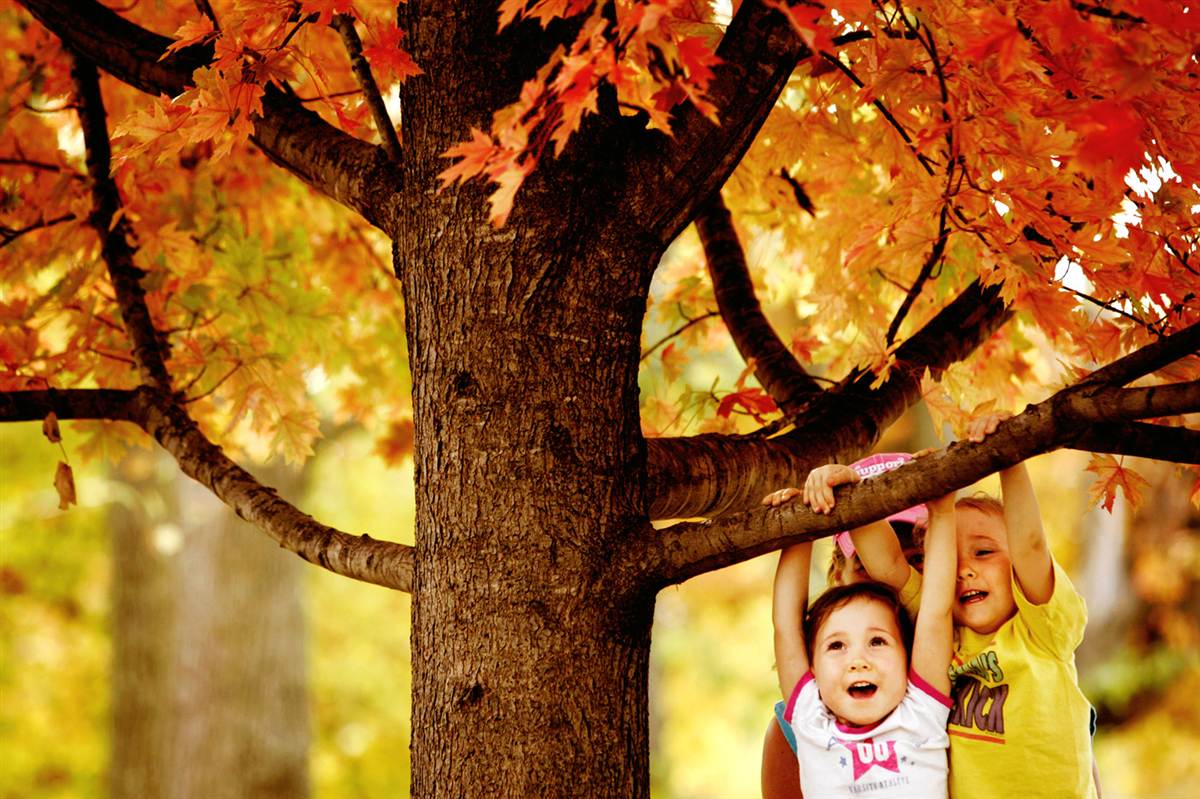 Дети играют на дереве