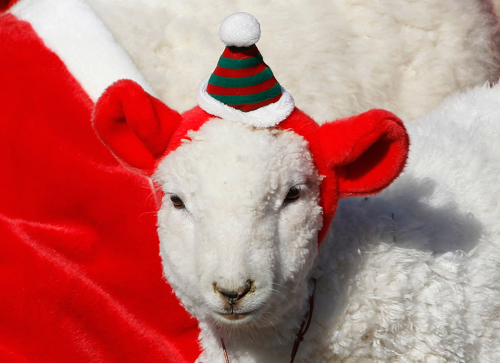 Овца в рождественском костюме