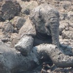 Спасение слоненка и его мамы