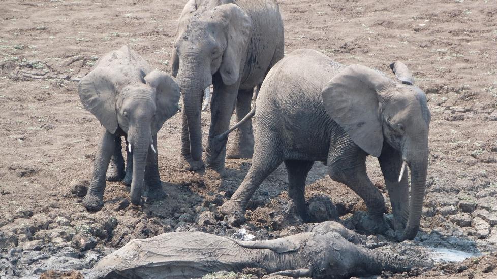 Спасение слоненка и слонихи из грязевой трясины