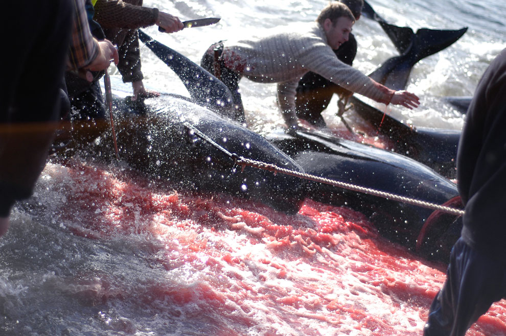 Убийства дельфинов на Фарерских островах