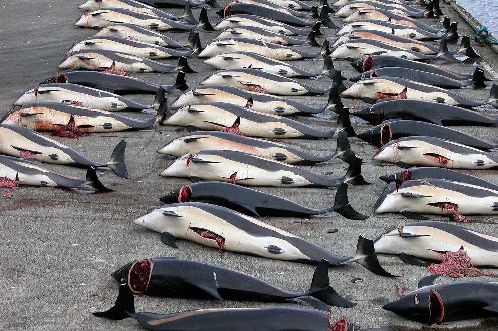 Убийства дельфинов на Фарерских островах