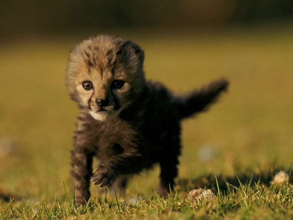 Фотографии Недели больших кошек на National Geographic. Гепарды.