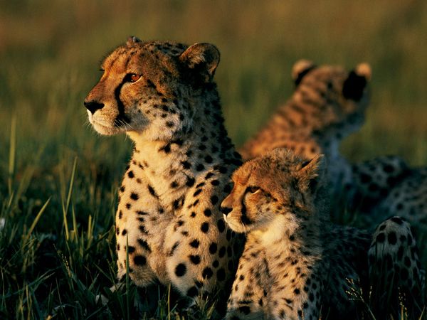 Фотографии Недели больших кошек на National Geographic. Гепарды.