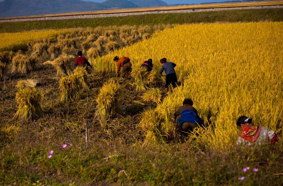 Северокорейские фермеры