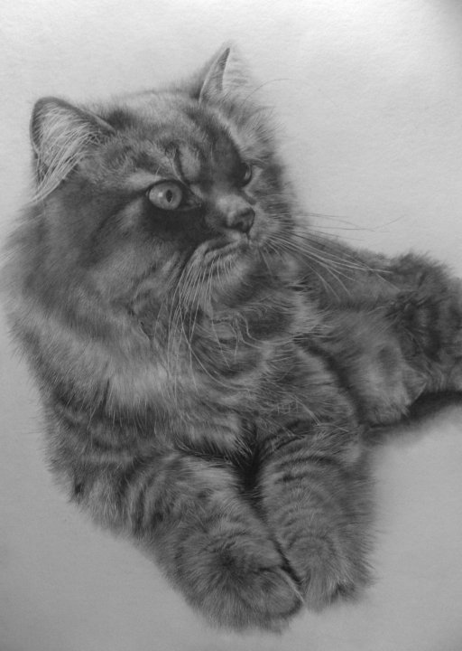 Кошки, нарисованные карандашом