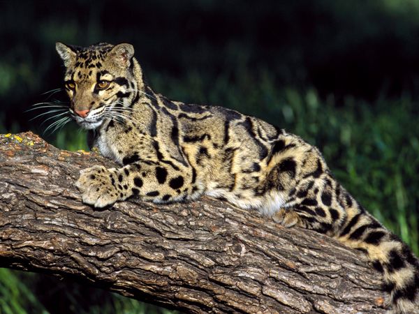 Фотографии Недели больших кошек на National Geographic. Леопарды.