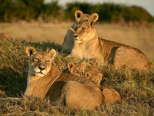 Последние львы. Фотографии недели больших кошек на National Geographic.