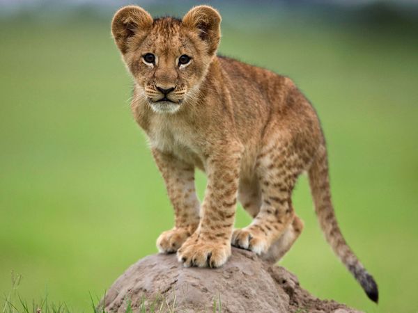  Последние львы. Фотографии недели больших кошек на National Geographic.
