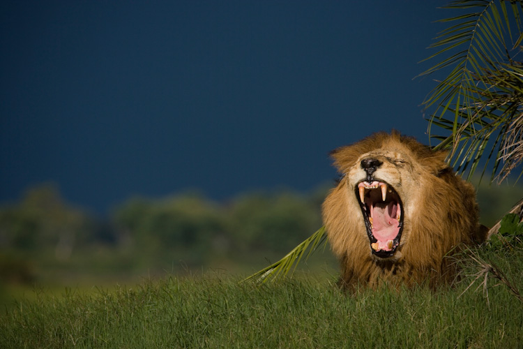  Последние львы. Фотографии недели больших кошек на National Geographic.