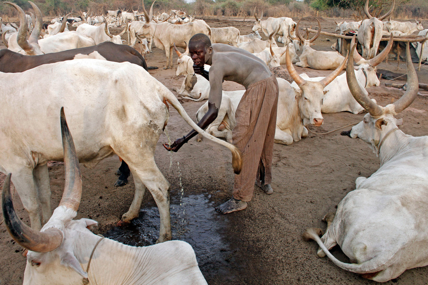 Умывание коровьей мочой в Африке