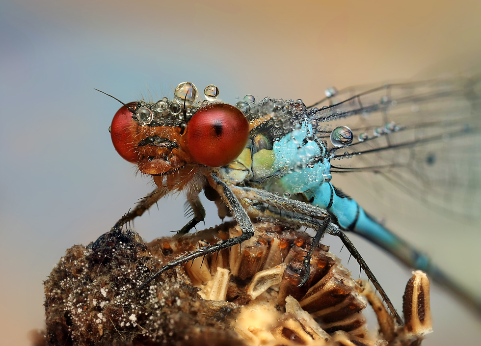 Макрофотография насекомых Ondrej Pakan
