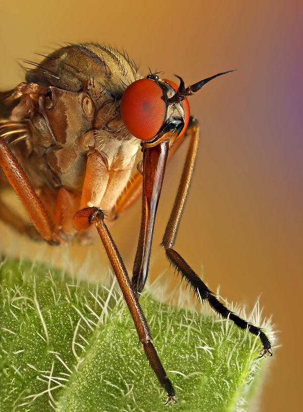 Макрофотография насекомых. (Ondrej Pakan)
