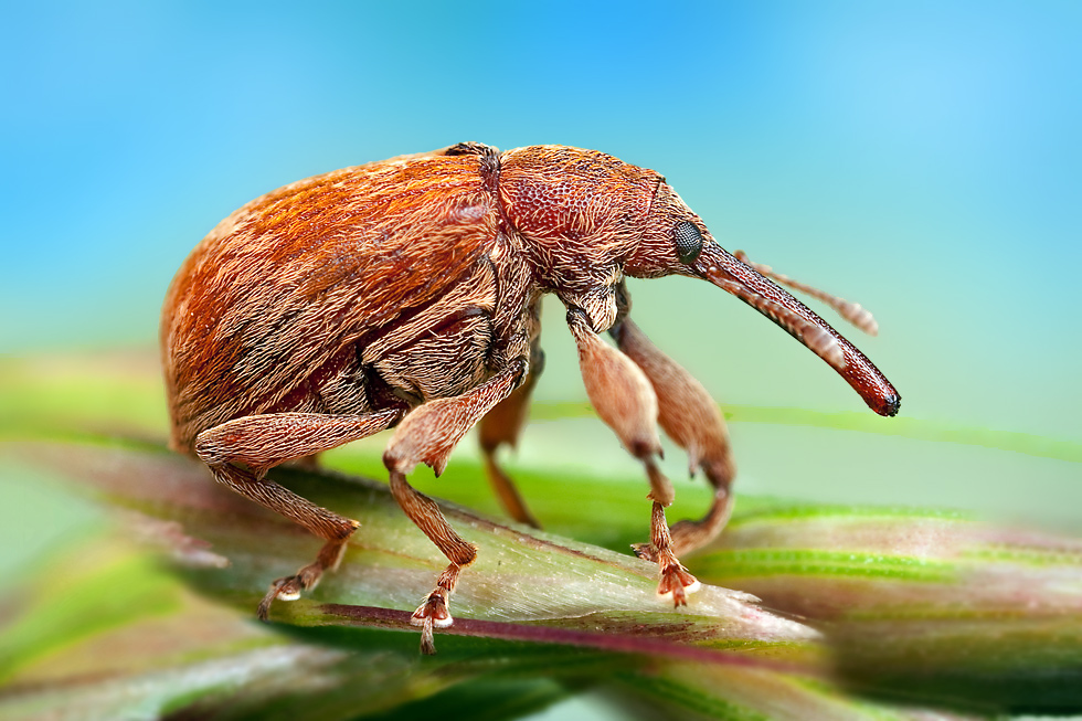 Макрофотография насекомых. (Ondrej Pakan)