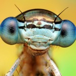 Макрофотография насекомых