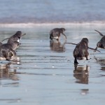 Спасенные пингвины